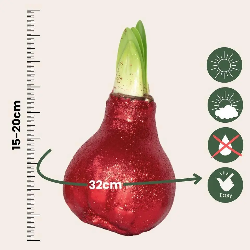 Amaryllis - Set van 3 - Hippeastrum 'Glitter Mix' - Bloembol - Rood