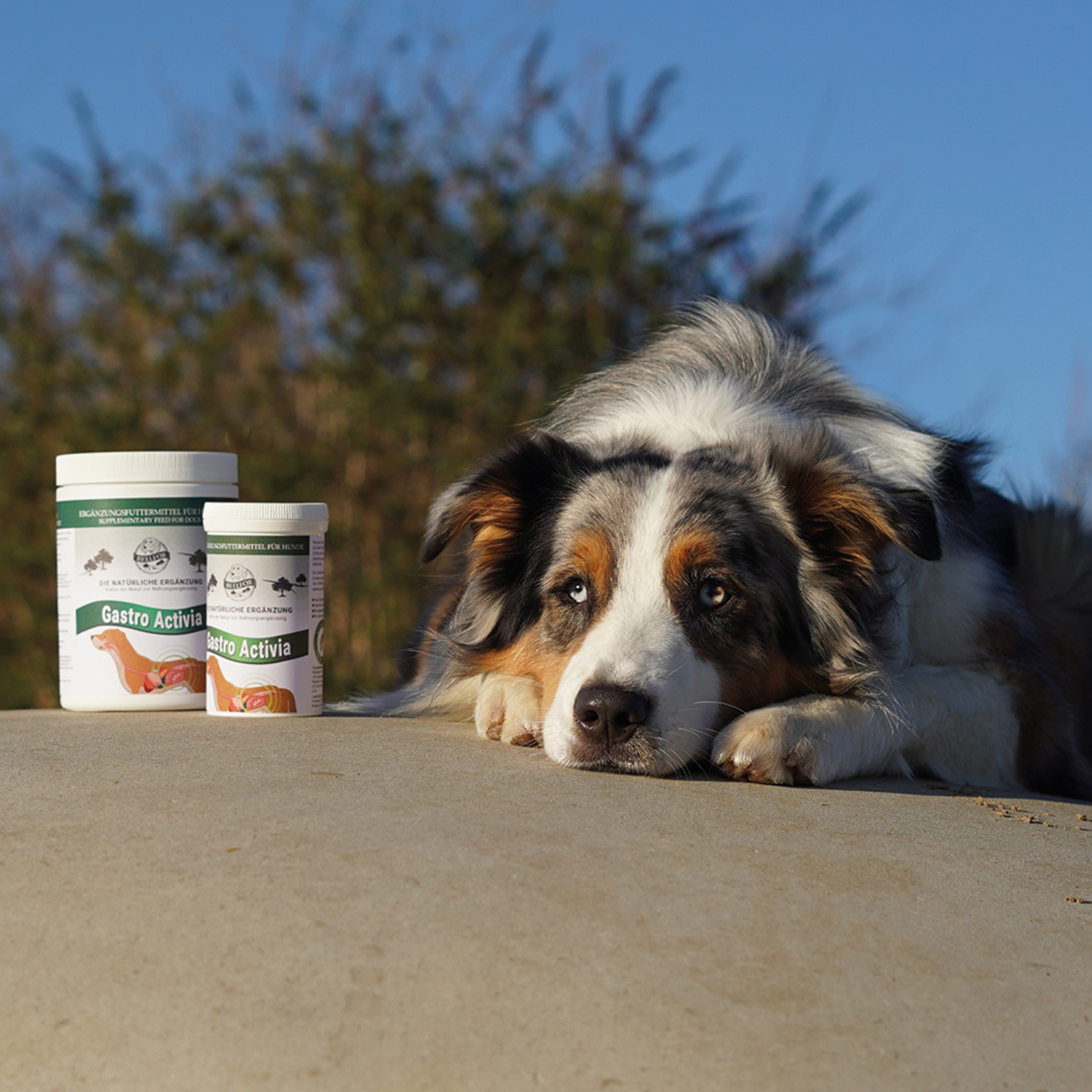 Gastro activia - poudre - 80g