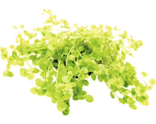 Aquarium waterplantenpakket L 