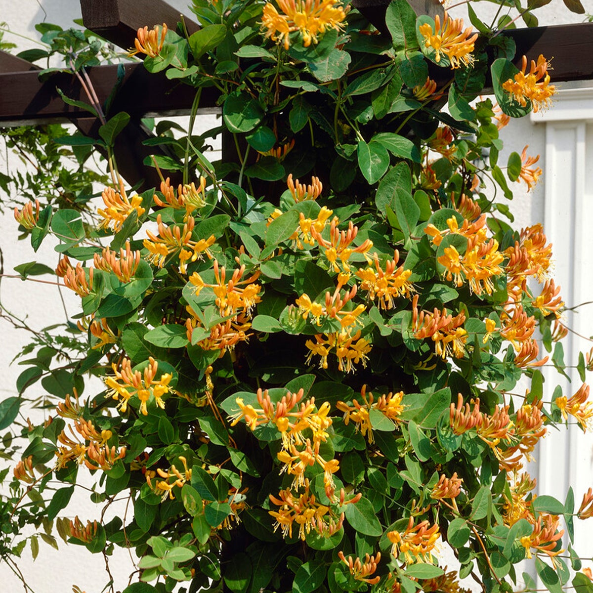 Bloomique – Lonicera tellmanniana – Kamperfoelie – Sinaasappel – Klimplanten – Tuinplanten – Winterhard – Potmaat 15 cm – Hoogte 70–80 cm