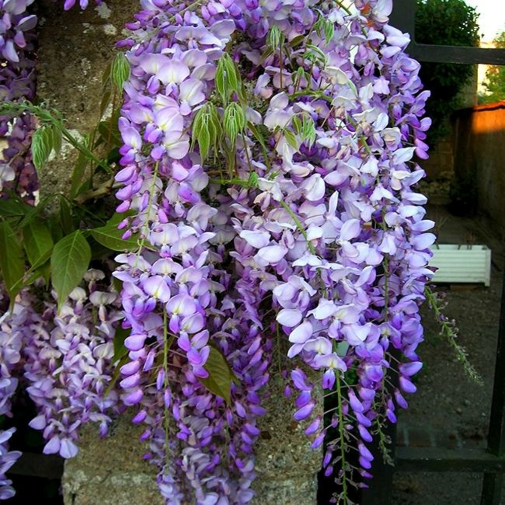 Glycine de chine bleue - wisteria sinensis 1.5l