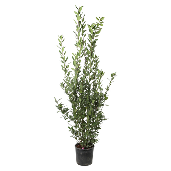 Laurus nobilis: hauteur 150/175 cm conteneur 18 litres