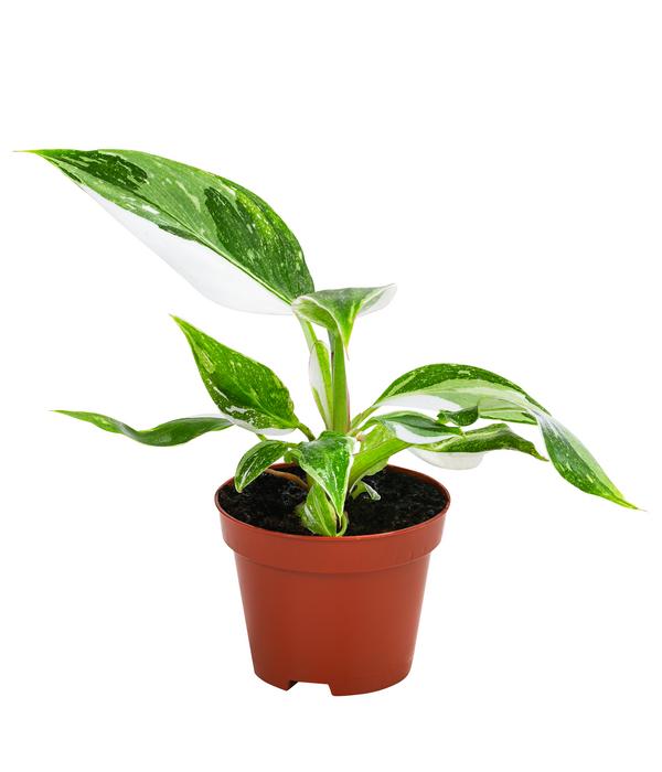 Zimmerpflanzen-Set Urban Jungle, 3-teilig