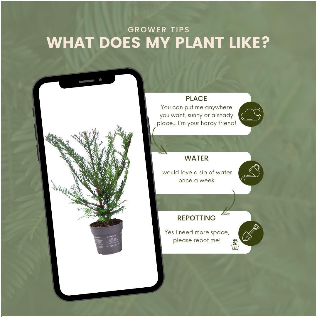 Taxus baccata - lot de 6