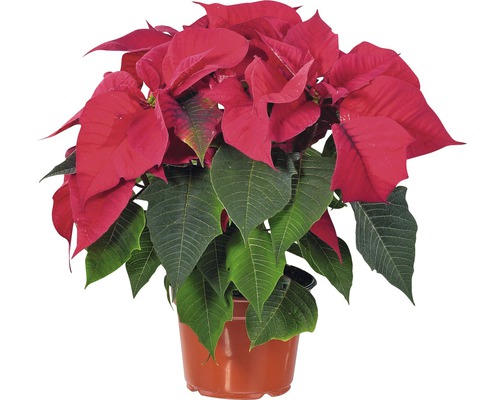 Poinsettia FloraSelf Euphorbia pulcherrima H 30-35 cm Ø 13 cm pot