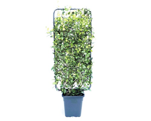 Sterjasmijn trellis FloraSelf Trachelospermum jasminoides H 100-110 cm B 50 cm Co 18 L
