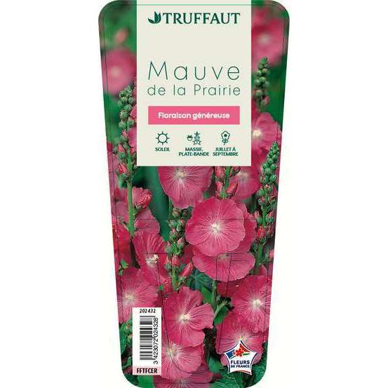 Mauve de la Prairie : godet vert
