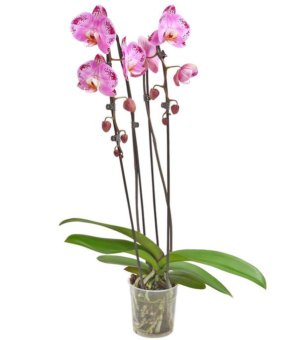 Schmetterlingsorchidee - Phalaenopsis