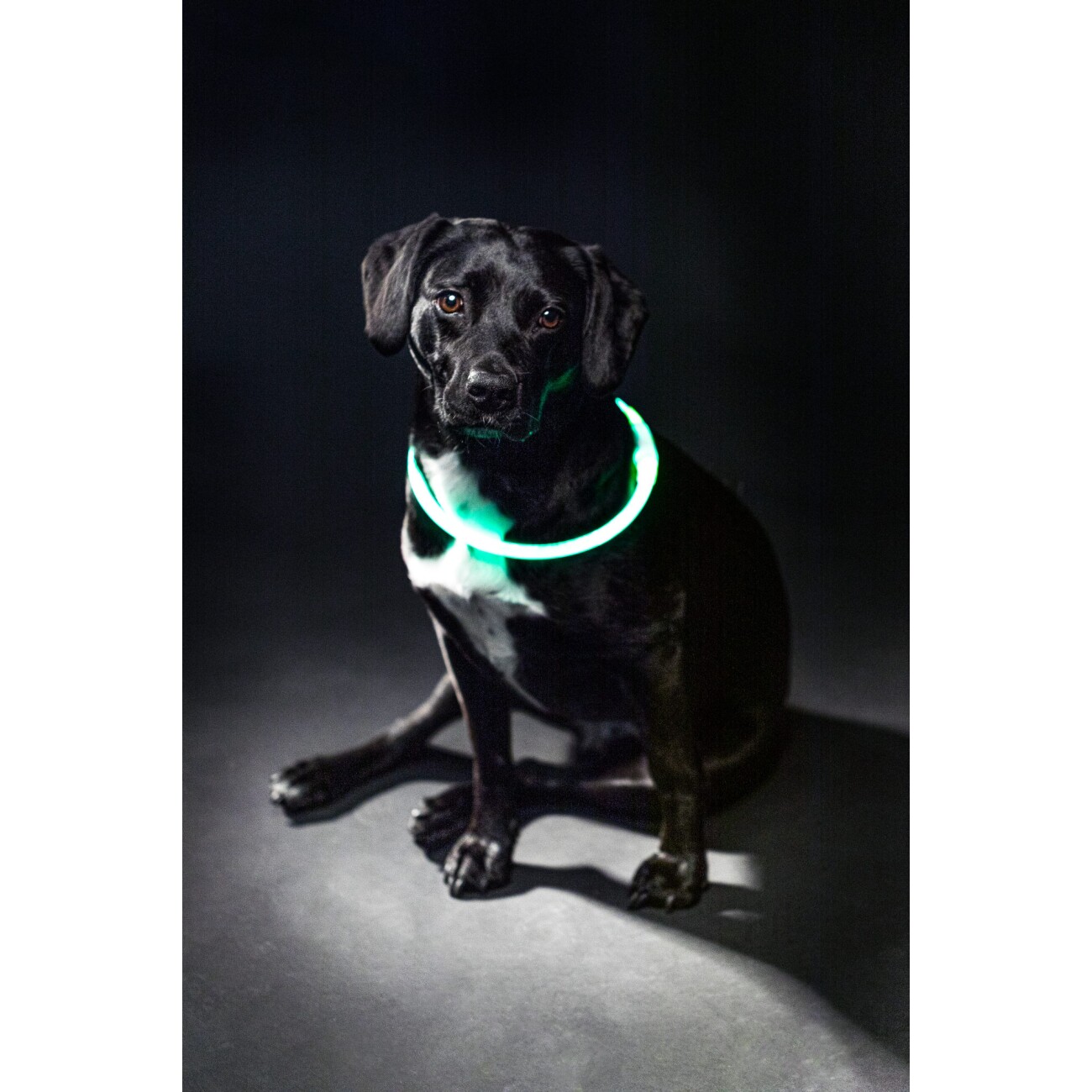 Trixie Flash Leuchtring USB, XS-XL 70 cm/ø 10 mm grün