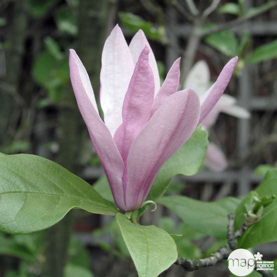 Magnolia x Betty : conteneur rond carré de 5 L