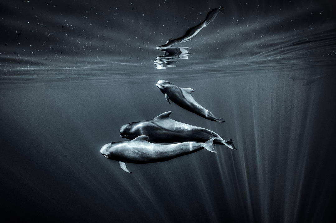 The Tribe by George Karbus - Limited Edition. Edition of: 150. Signed.