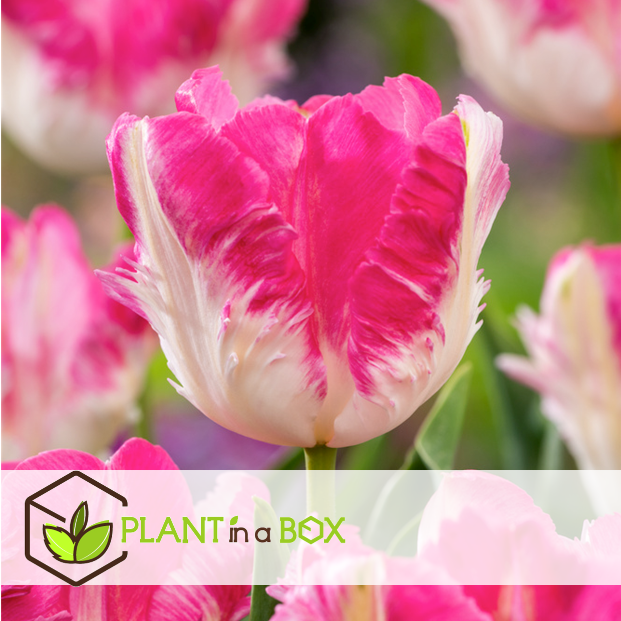 Tulipa cabanna - 20x bulbes de tulipes - rose / blanc