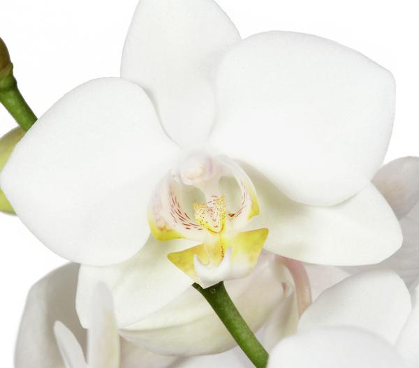 Schmetterlingsorchidee - Phalaenopsis