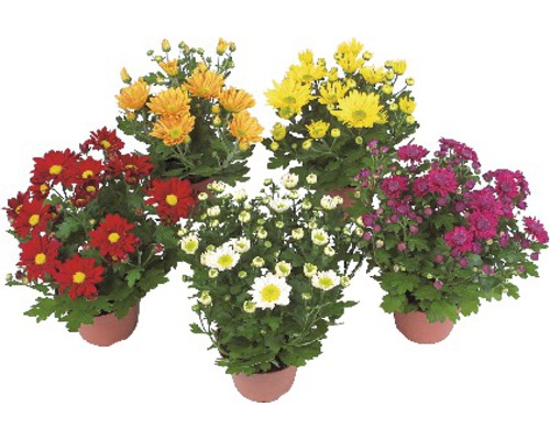 Chrysanthemum Mix FloraSelf Chrysanthemum indicum Ø 12 cm pot willekeurige variëteitselectie