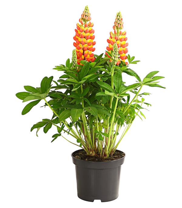 Lupine 'West Country', verschiedene Farben
