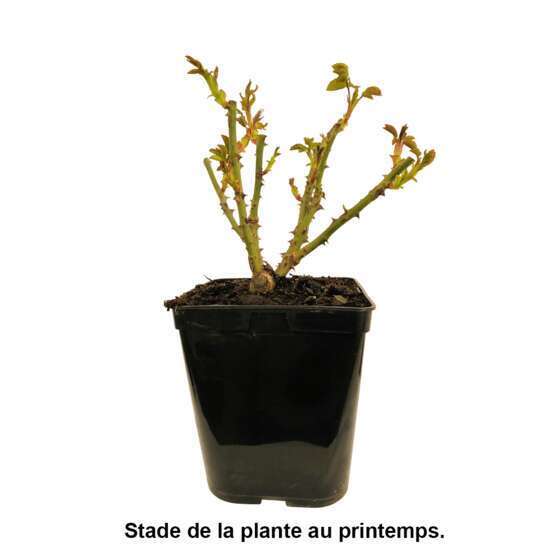 Rosier buisson 'Nicolas Hulot®' (Meifazeda) : pot de 5 litres