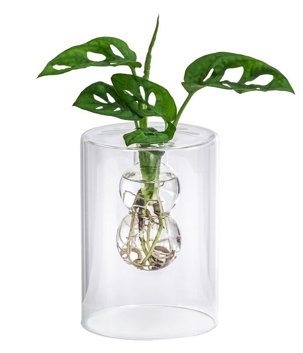 Waterplant Fensterblatt im Glas - Monstera