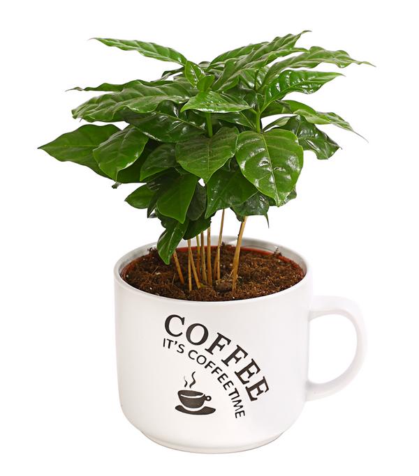 Kaffeepflanze - Coffea arabica, verschiedene