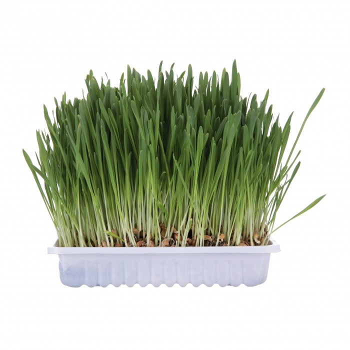 Herbe à chat