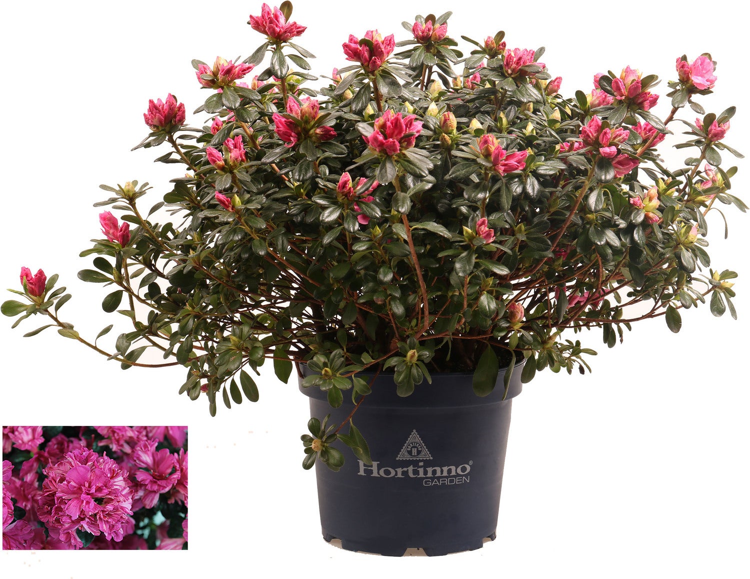 Japanse Azalea (Rhododendron japonica 'Evergreen') paars D 19 H 40 cm