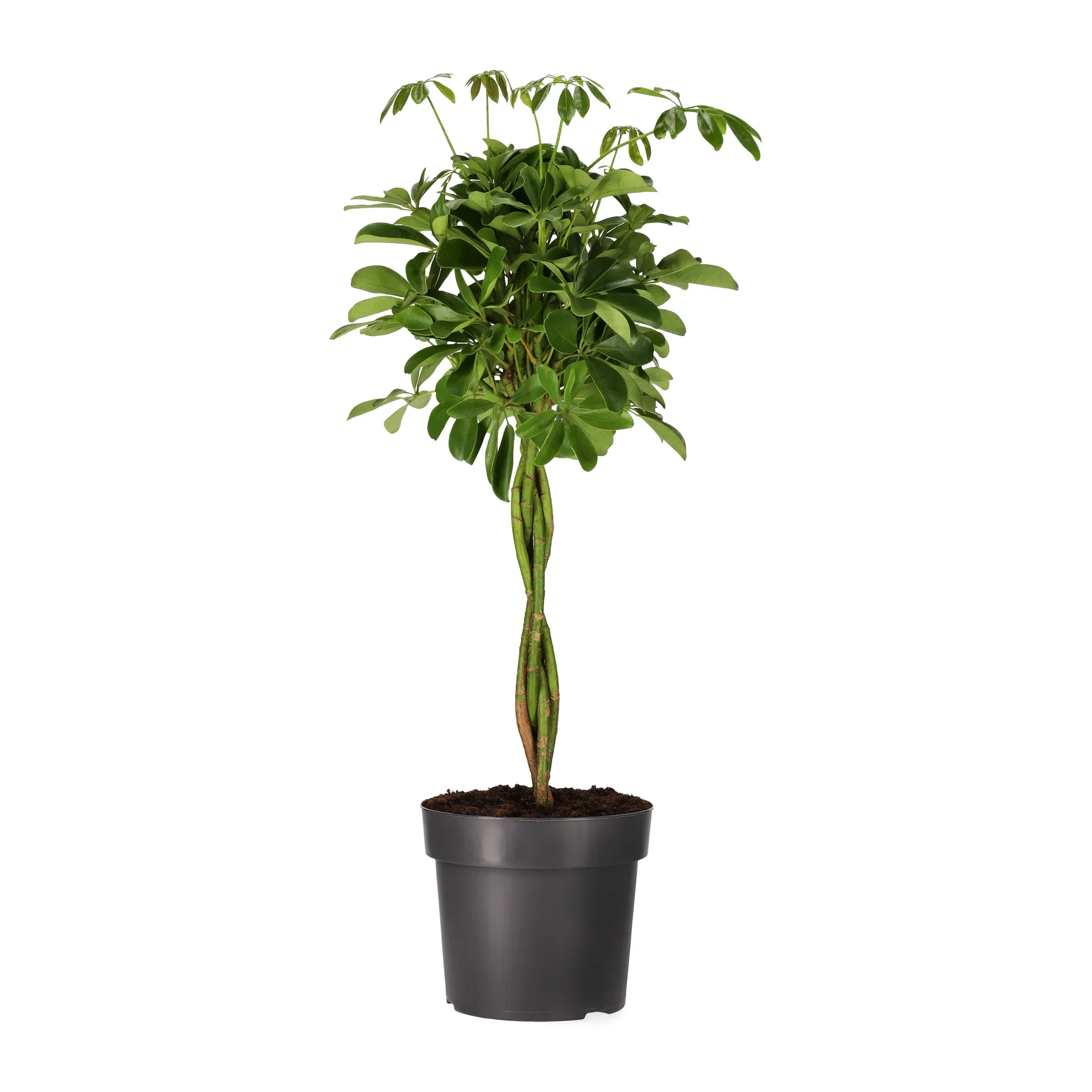Schefflera arboricola 'Nora' Paraplytre 'Nora' Høyde 100 cm