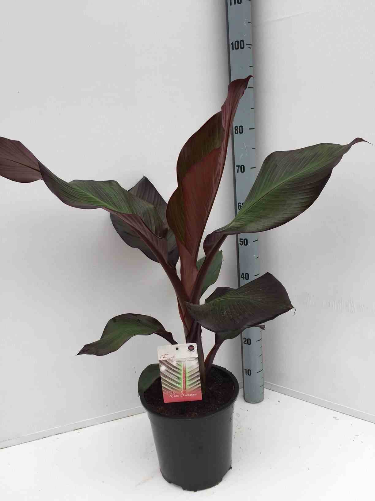 Ensete ventricosum maurelii (bananier rouge d'abyssinie ) taille pot de 7 litres ? 60/80 cm - blanche