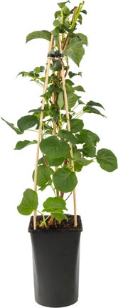 Klimhortensia (Hydrangea anomala 'Petiolaris') D 16 H 75 cm