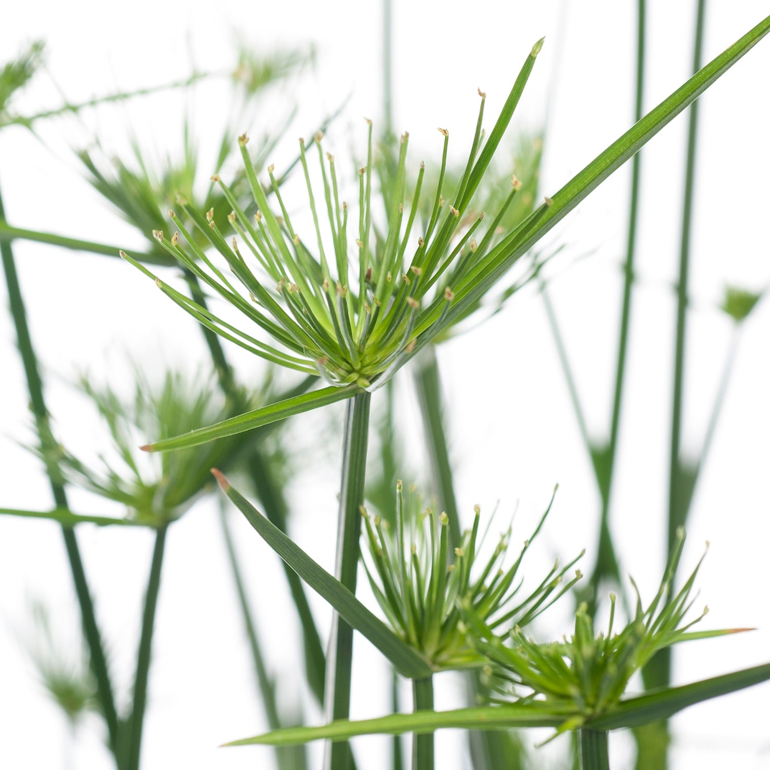 Dwergpapyrus (Cyperus haspan) D 12 H 50 cm