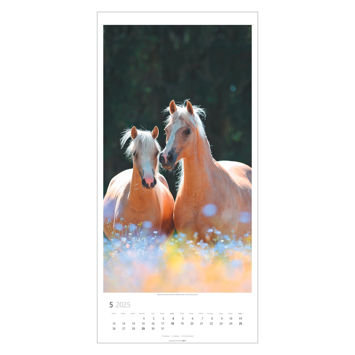 Kalender Pferde 2025