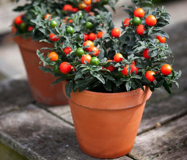 Korallenstrauch - Solanum pseudocapsicum