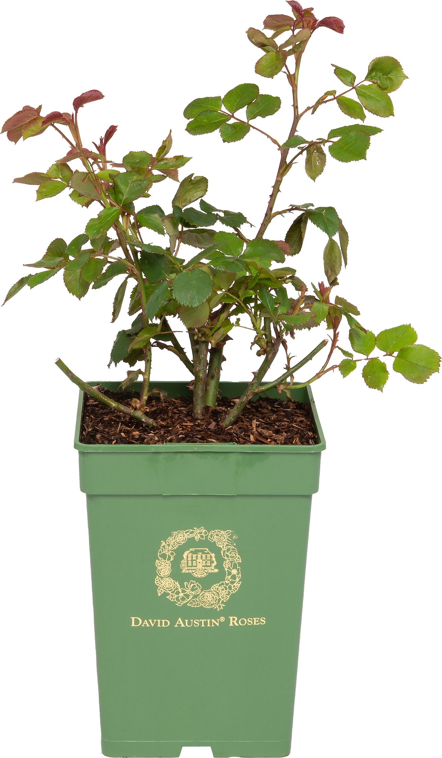Roos (Rosa 'Princess Alexandra of Kent®') D 24 H 40 cm