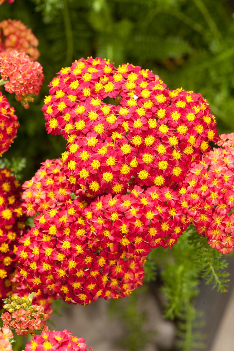 Duizendblad (Achillea millefolium 'Desred') D 11 H 30 cm