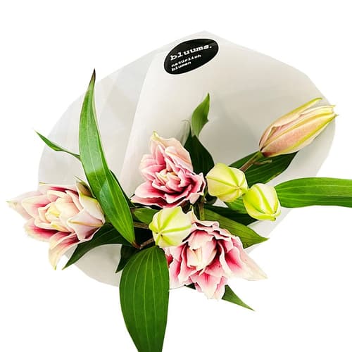 bluums. Lilien rosa