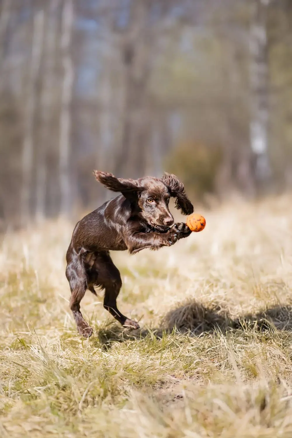 Non-stop Dogwear Dog Ball 60x60 Orange/black