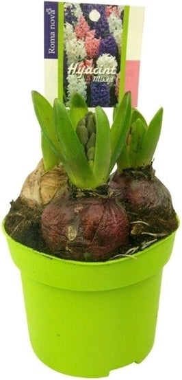 Hyacint (Hyacinthus orientalis 'Festival') D 12 H 12 cm