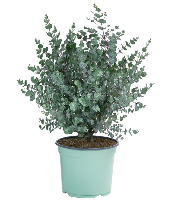 Mostgummi-Eukalyptus 'Azura'