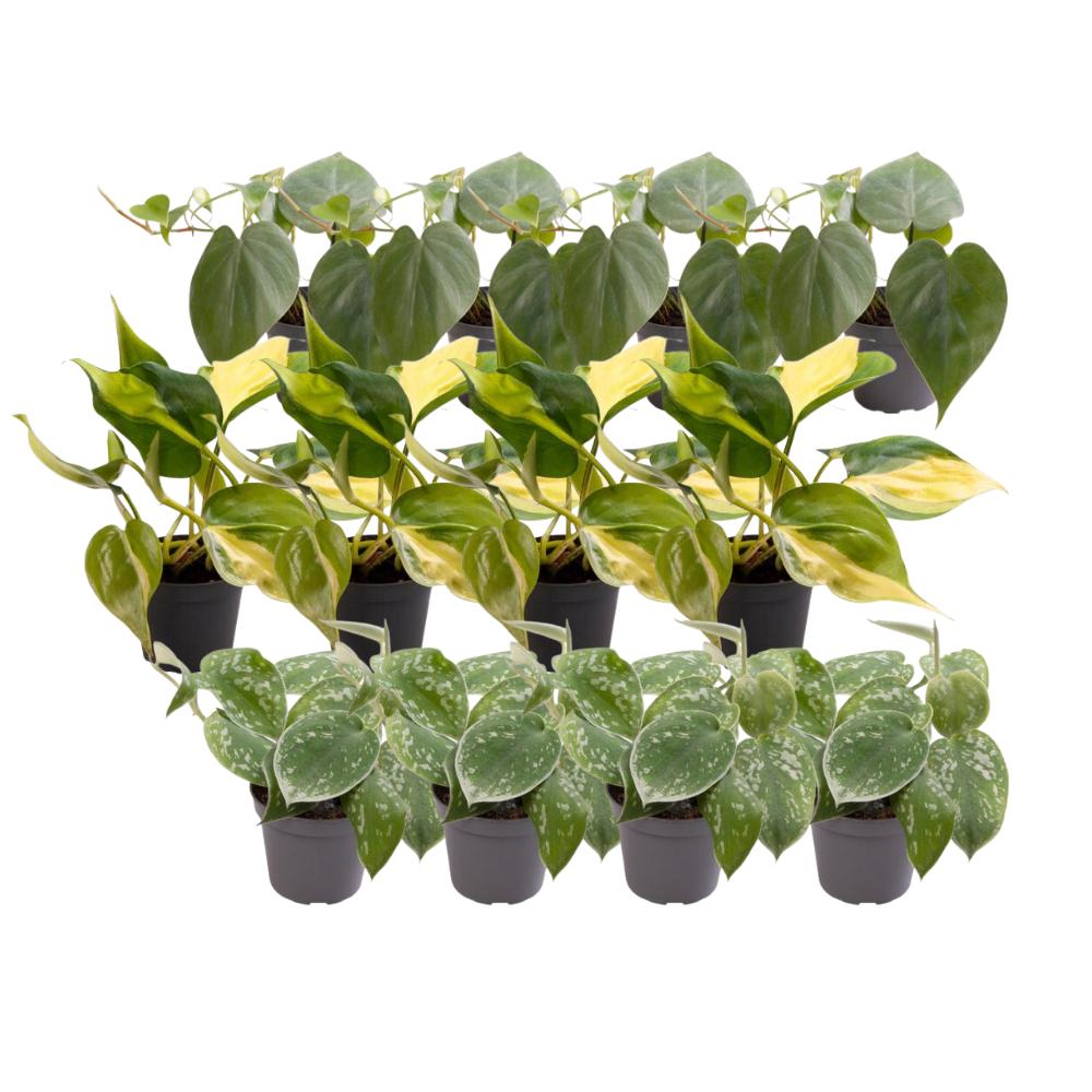 Plante d'intérieur - coffret philodendron scandens - lot de 12 plantes 12cm