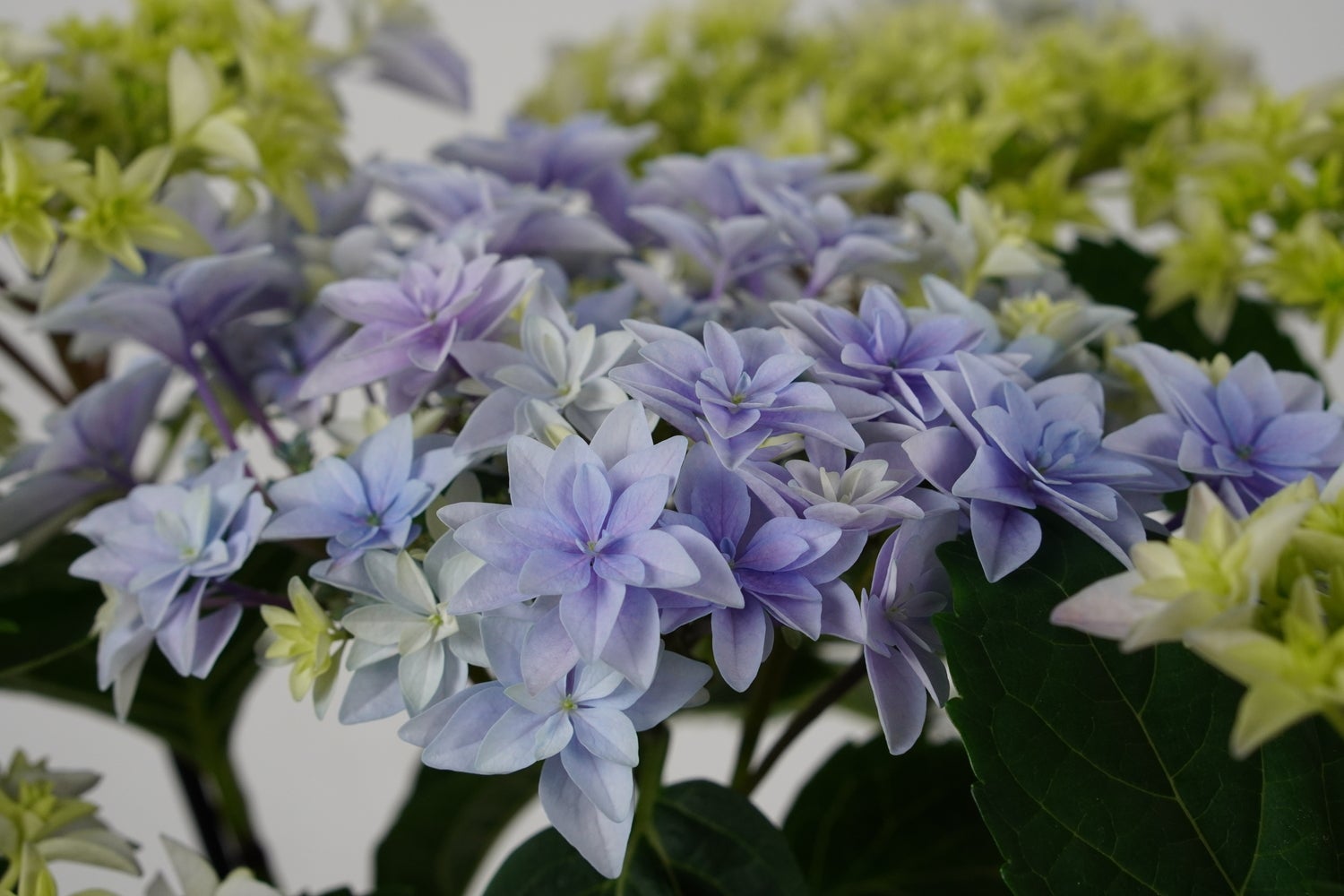 Hortensia (Hydrangea macrophylla 'Double Dutch Pink') D 23 H 45 cm