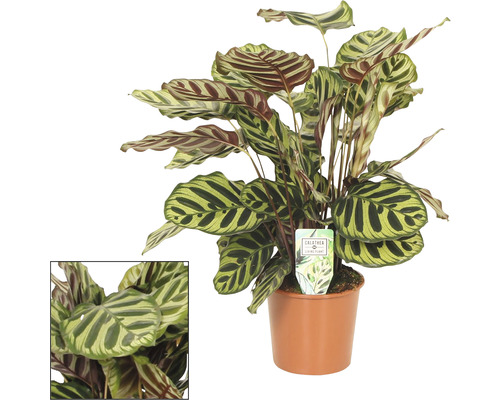 Korbmarante FloraSelf Calathea 'Makoyana' H ca. 85 cm Ø 17 cm pot