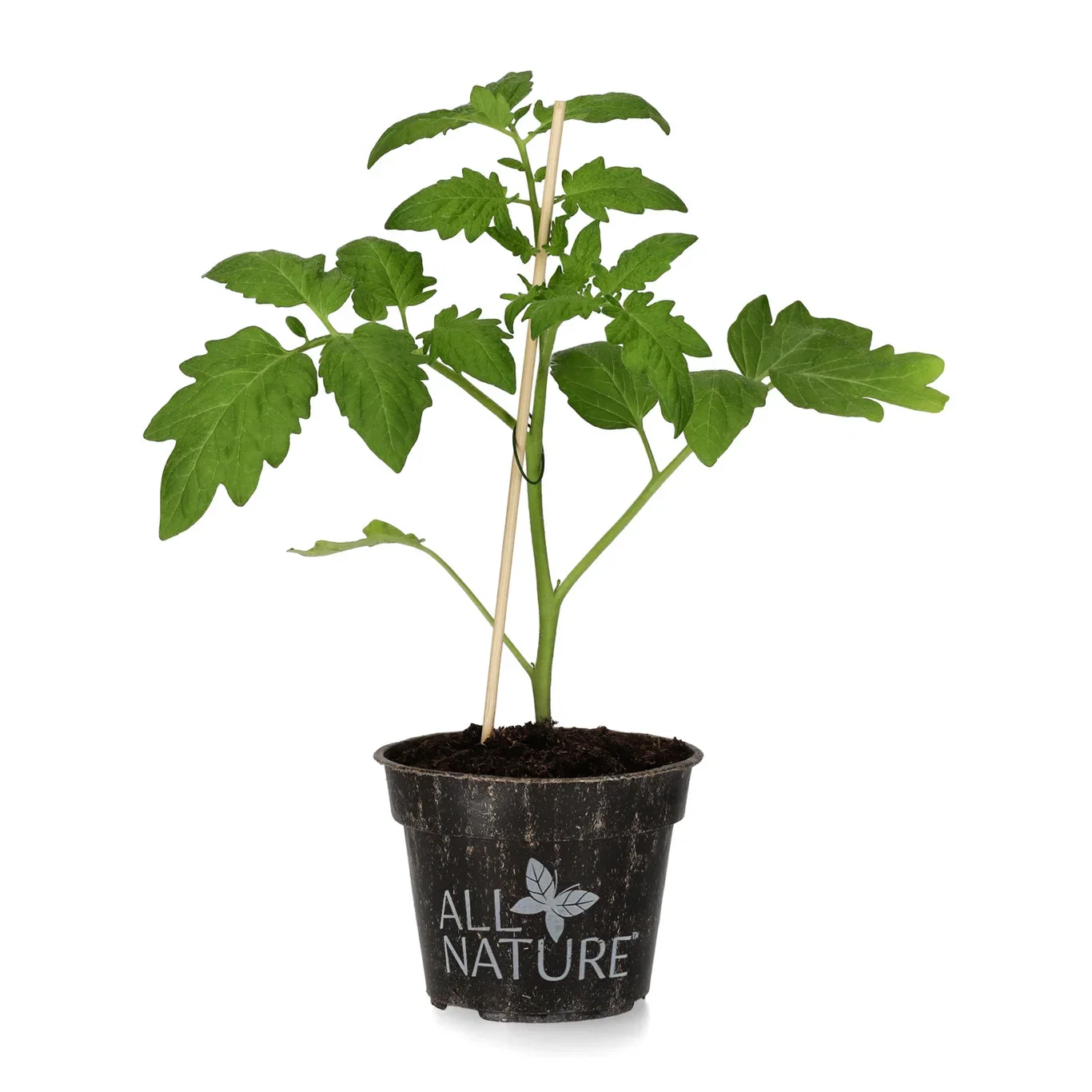 All Nature Solanum lycopersicum 'Tomeo' Cocktailtomat 'Tomeo' Ø10,5 cm