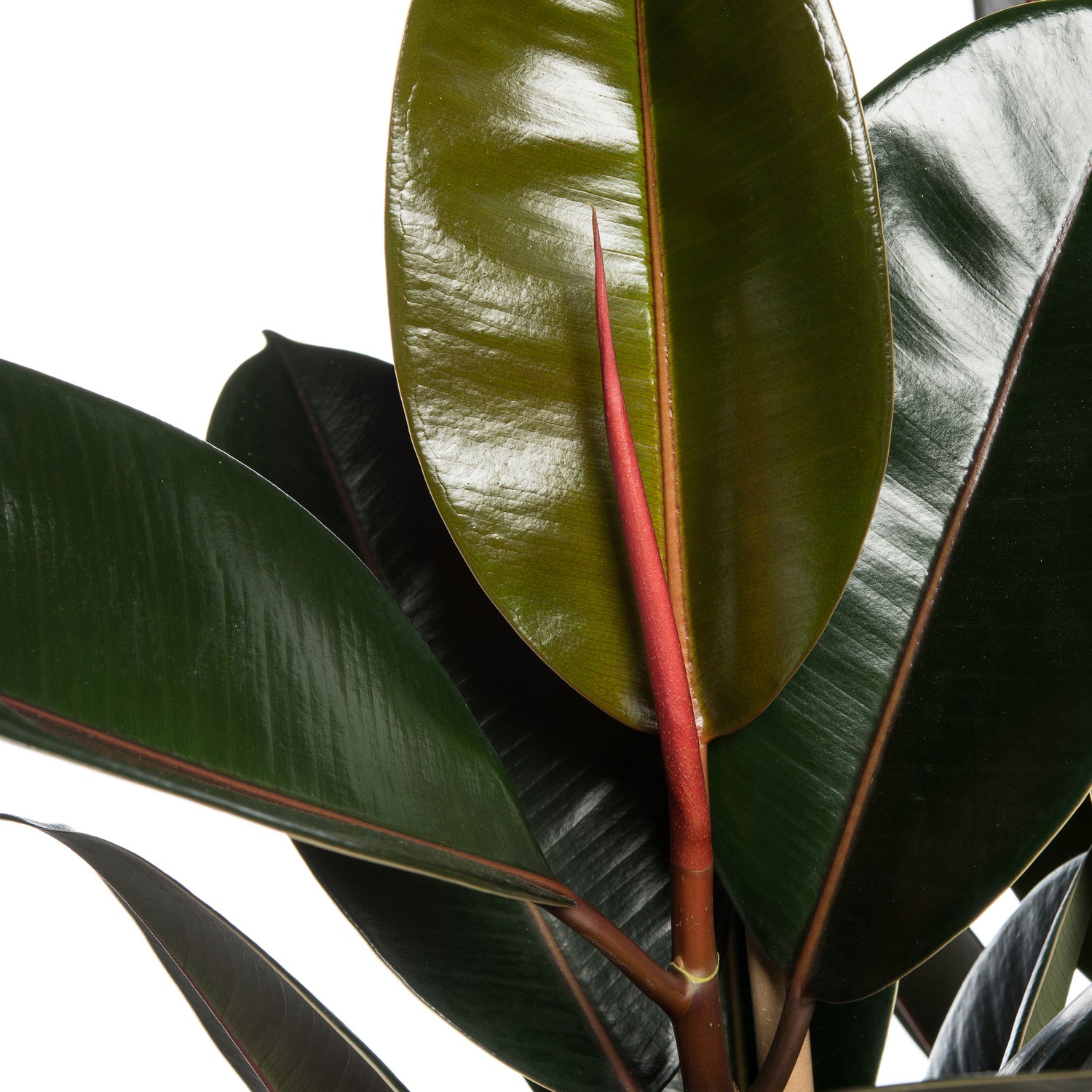 Rubberboom (Ficus elastica 'Abidjan') D 27 H 90 cm