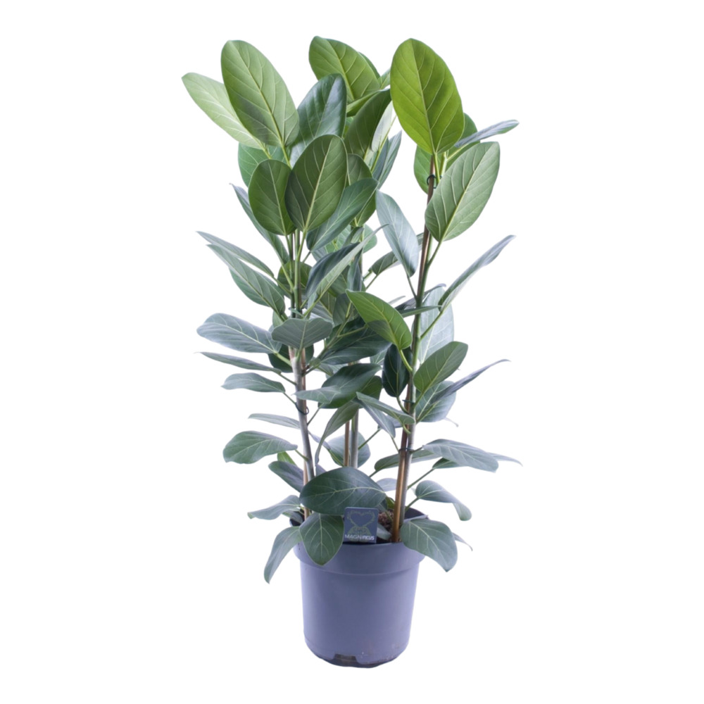 Plante d'intérieur - ficus audrey 75.0cm