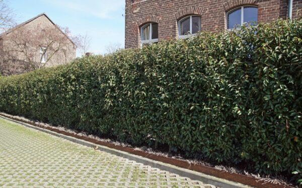 15st. Portugiesischer Kirschlorbeer 100-125cm XXL Super Buschig als kräftige Topfware Kirschlorbeer Prunus lusitanica 'Angustifolia' Lorbeer Gartenhecke Sichtschutz
