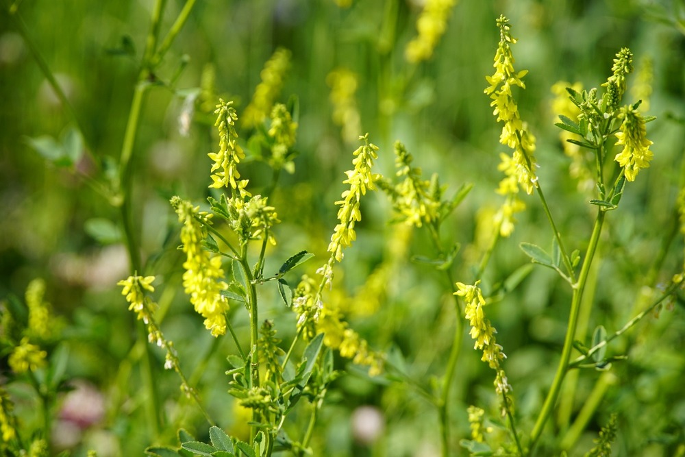 Kit cadeau - mélilot - 250 graines - melilotus officinalis