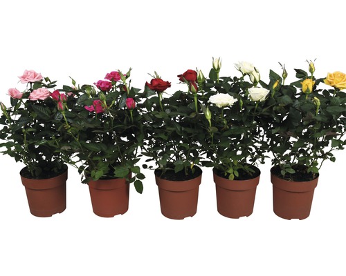 Rose FloraSelf Rosa H 25-35 cm Ø 10,5 cm Pot willekeurige variëteitselectie