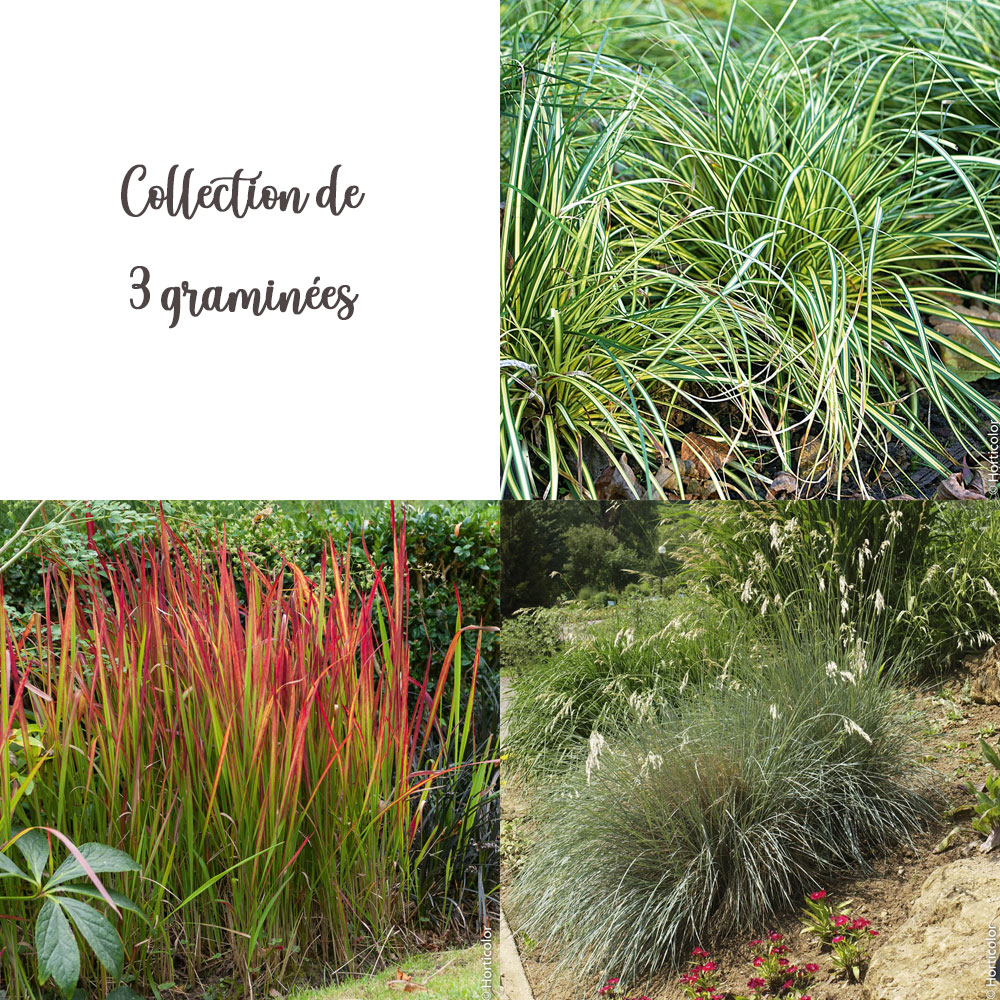 Collection de 3 graminées