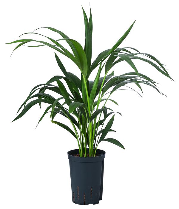 Kentiapalme, Howea forsteriana, Hydrokultur