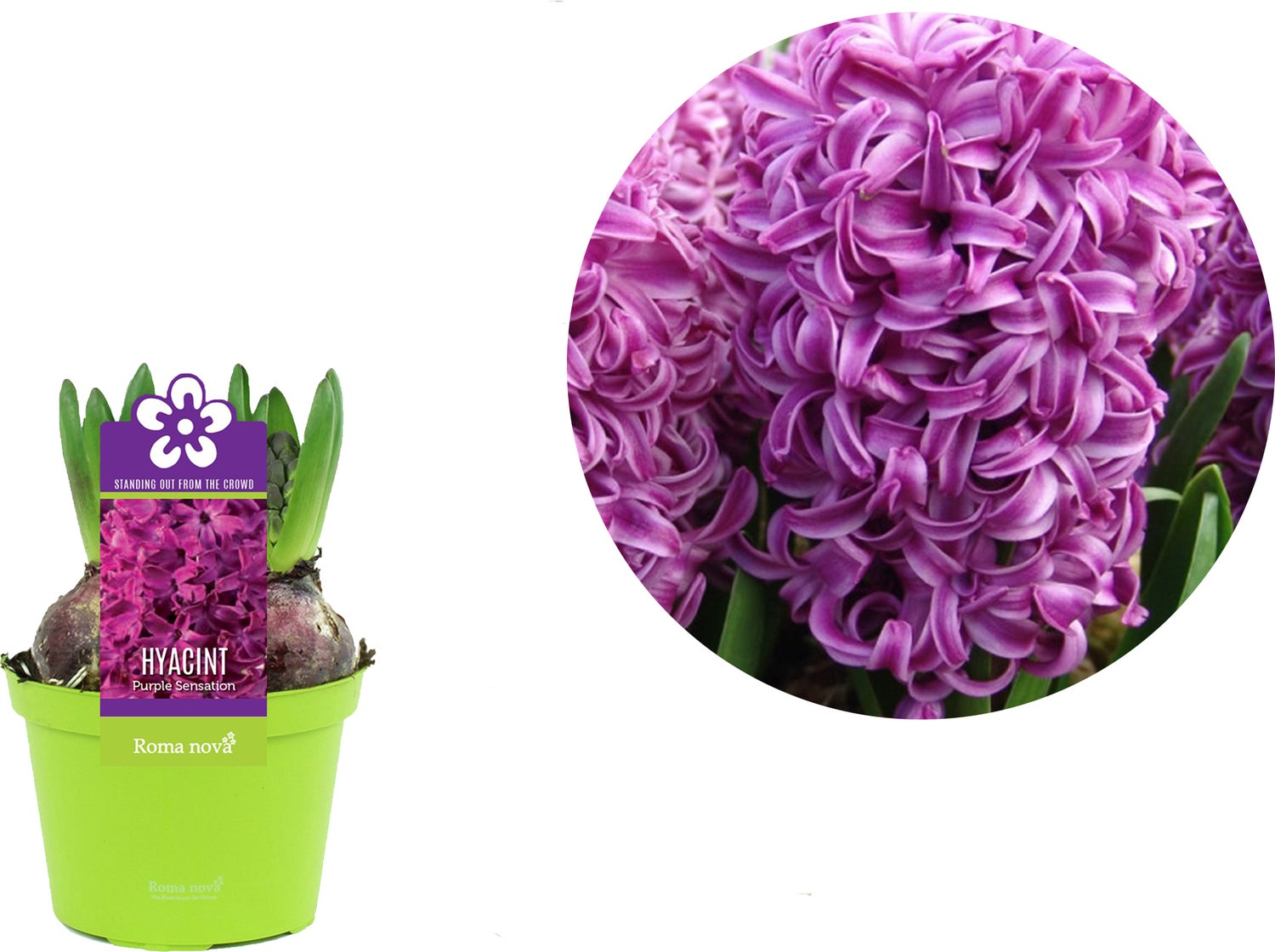 Hyacint (Hyacint 'Purple Sensation') D 12 H 12 cm