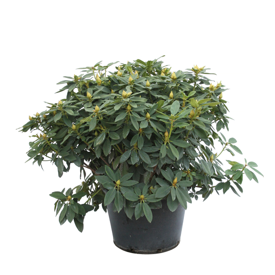 Rhododendron X 'Anna Rose Whitney' - Pot 80L.