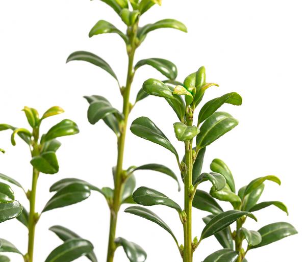 Japanischer Säulen-Berg-Ilex 'Fastigiata'